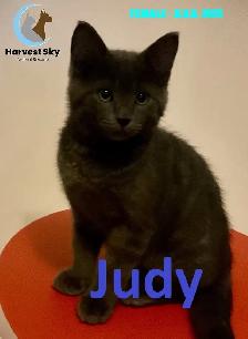 HARVEST SKY ANIMAL RESCUE - 18 KITTENS & 11 CATS AVAILABLE! - Photo 6