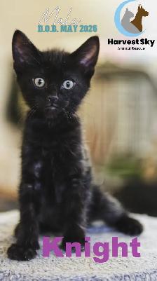 HARVEST SKY ANIMAL RESCUE - 18 KITTENS & 11 CATS AVAILABLE! - Photo 7