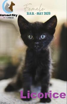HARVEST SKY ANIMAL RESCUE - 18 KITTENS & 11 CATS AVAILABLE! - Photo 8