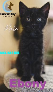 HARVEST SKY ANIMAL RESCUE - 18 KITTENS & 11 CATS AVAILABLE! - Photo 9