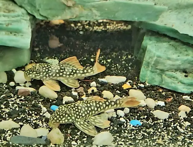 L014 sunshine plecos 2.5'-3'