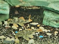 L014 sunshine plecos 2.5'-3'