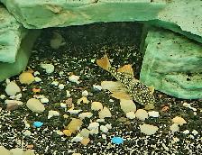 L014 sunshine plecos 2.5'-3' - Photo 2