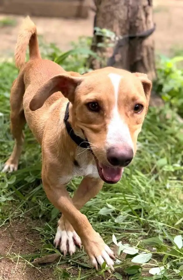 Meet Pipo