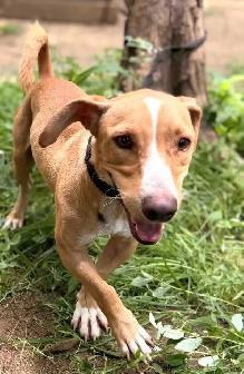 Meet Pipo