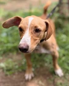 Meet Pipo - Photo 2