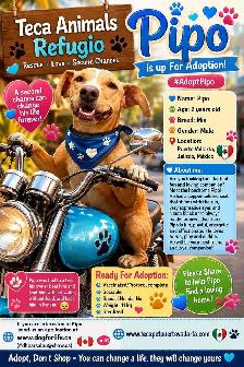 Meet Pipo - Photo 4