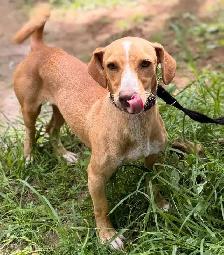Meet Pipo - Photo 5