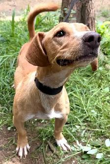 Meet Pipo - Photo 7