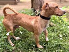Meet Pipo - Photo 8