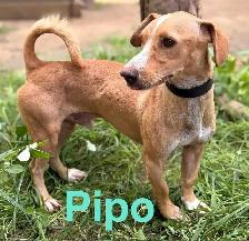 Meet Pipo - Photo 9