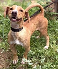 Meet Pipo - Photo 10
