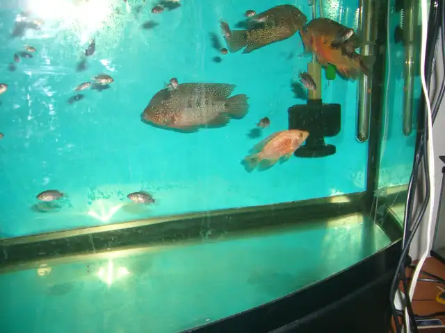 MOVING  SALE 4 TEXAS FISH $100