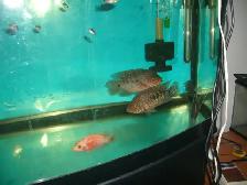 MOVING  SALE 4 TEXAS FISH $100 - Photo 2