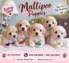 Maltipoo Puppies
