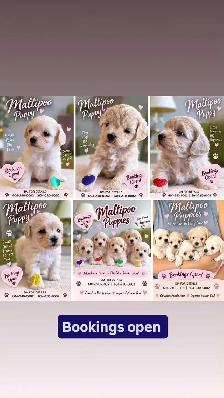 Maltipoo Puppies - Photo 2