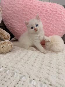 •••⭐️❤️Ragdoll Kittens ❤️⭐️•••(647) 362-8118 - Photo 3
