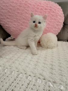 •••⭐️❤️Ragdoll Kittens ❤️⭐️•••(647) 362-8118 - Photo 4