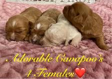 Adorable Cavapoo’s - Photo 2