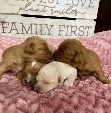Adorable Cavapoo’s - Photo 4