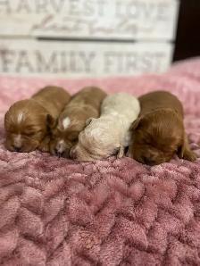 Adorable Cavapoo’s - Photo 5