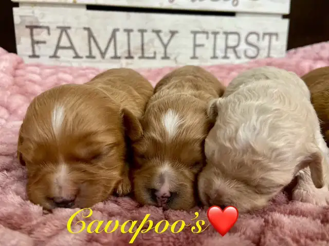 Adorable Cavapoo’s!♥️