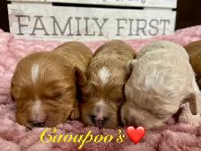Adorable Cavapoo’s!♥️