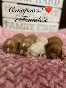 Adorable Cavapoo’s!♥️ - Photo 3