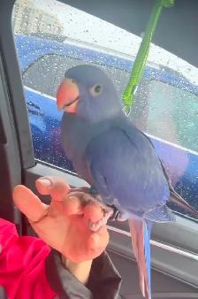 Lost Parrot