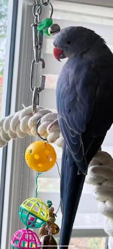 Lost Parrot - Photo 2