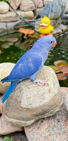 Lost Parrot - Photo 3