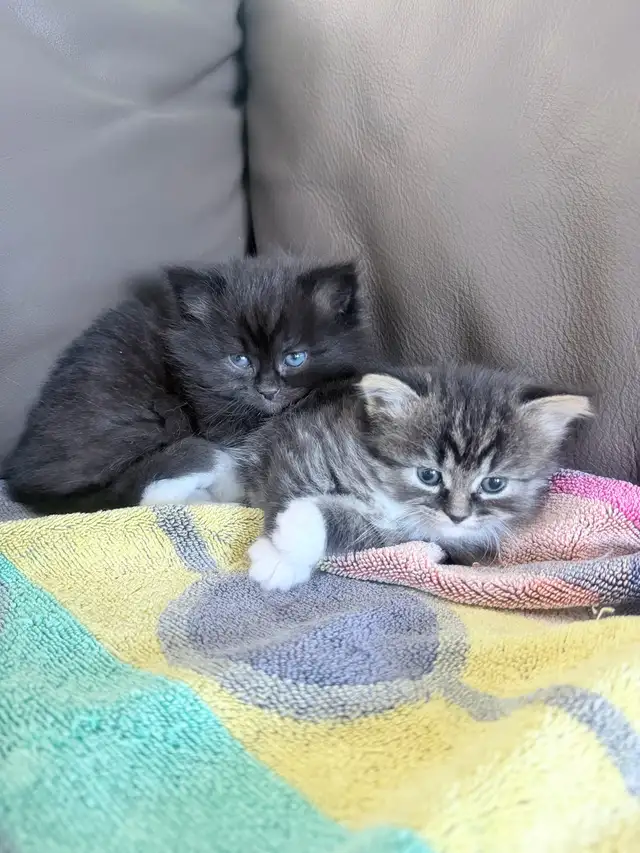 chatons Himalayen - PRET A PARTIR MAINTENANT