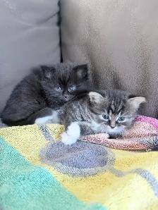 chatons Himalayen - PRET A PARTIR MAINTENANT