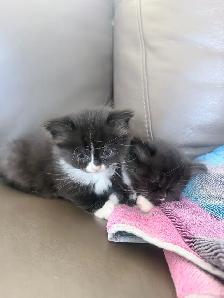 chatons Himalayen - PRET A PARTIR MAINTENANT - Photo 2