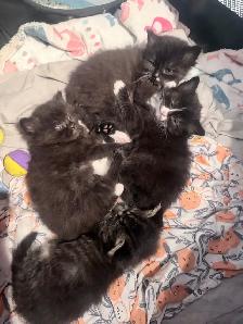 chatons Himalayen - PRET A PARTIR MAINTENANT - Photo 3