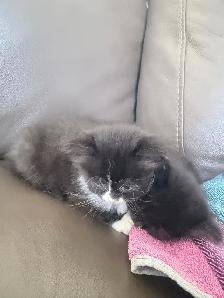 chatons Himalayen - PRET A PARTIR MAINTENANT - Photo 4