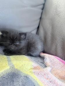 chatons Himalayen - PRET A PARTIR MAINTENANT - Photo 5