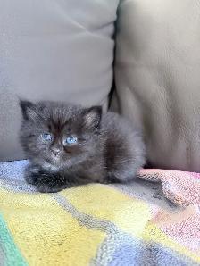 chatons Himalayen - PRET A PARTIR MAINTENANT - Photo 6