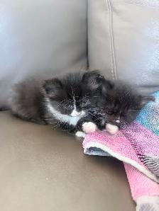 chatons Himalayen - PRET A PARTIR MAINTENANT - Photo 7