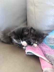 chatons Himalayen - PRET A PARTIR MAINTENANT - Photo 8