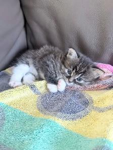 chatons Himalayen - PRET A PARTIR MAINTENANT - Photo 9