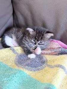 chatons Himalayen - PRET A PARTIR MAINTENANT - Photo 10