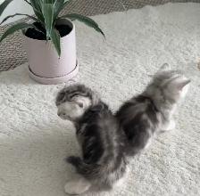 Scottish fold and straight kitten - Photo 5