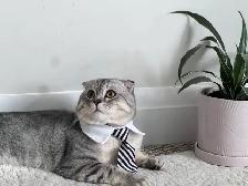 Scottish fold and straight kitten - Photo 8