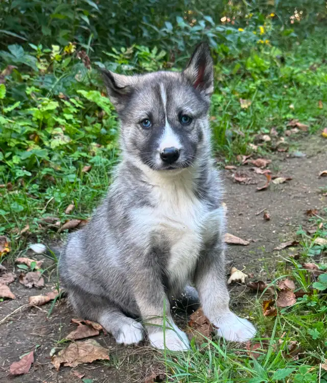 Chiots husky