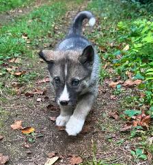 Chiots husky - Photo 2