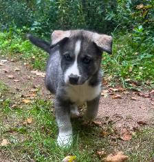 Chiots husky - Photo 3