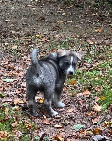 Chiots husky - Photo 4