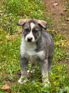 Chiots husky - Photo 5