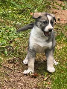Chiots husky - Photo 6